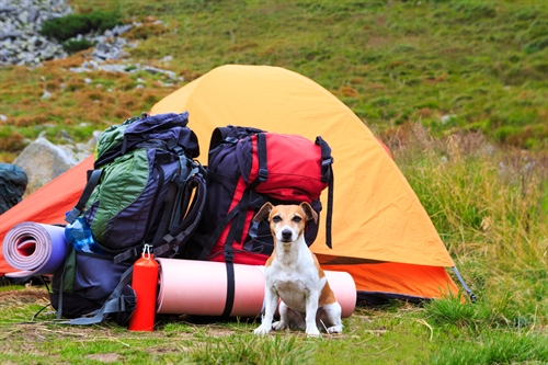 A dog guards neatly packed camping gear