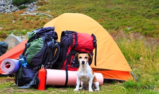 A dog guards neatly packed camping gear