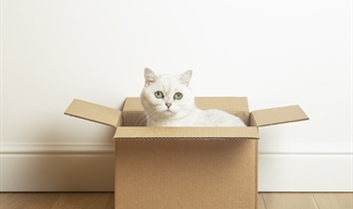 Moving house with your cat