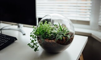 Moving house with a terrarium